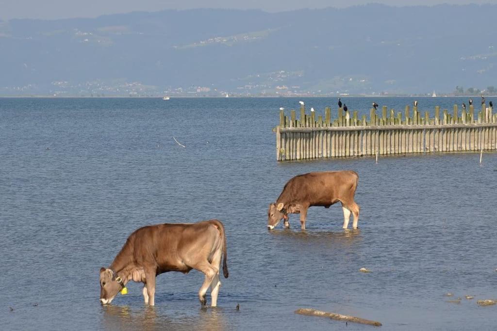 Bodensee Apartments, Sauna, Lake Walks, Free Parking, Self Checkin, Nature Reserve, Restaurants Nearby Gaissau  Экстерьер фото